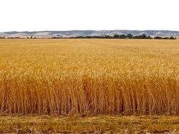 ripe wheat field in countryside