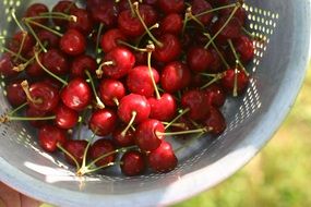 cherry in drushlak