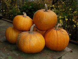 A lot of the orange pumpkins on Halloween