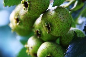 green berries of hawthorn closeup