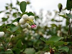 autumn white fruits brulins flower