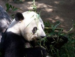 giant panda in the zoo of san diego