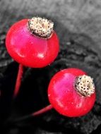 two red berries on the black background