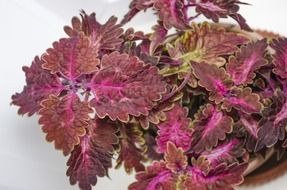 Coleus - a genus of plants of the family Lamiaceae