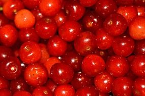 bright cherries, background