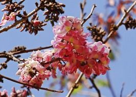 pink cassia in the botanical garden