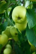 Green apple in autumn