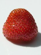 red berry on a white background