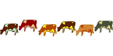 Colorful cows