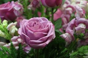 lilac rose in the garden close-up on blurred background