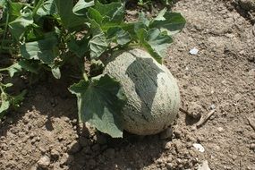 melon fruit on a farm