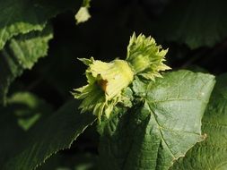 hazelnut fruit