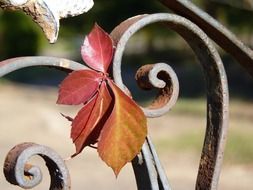 iron rustic leaves close-up