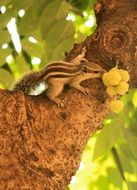 cute squirrel rodent on free portrait