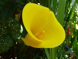 bright yellow calla on a bush closeup