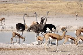 ostriches and antelopes at a watering place in africa