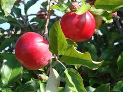 red apples on a tree branch with green leaves