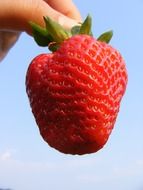 sweet strawberry