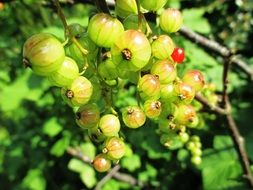 small berries of a gooseberry on a bush