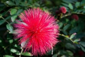 red flower with thin and sharp petals