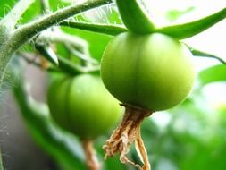 green unripe vegetables on a branch