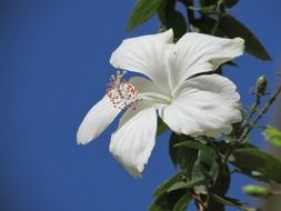 fresh and beautiful white wildflower