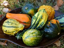 variety of pumpkins in a bowl on the grass