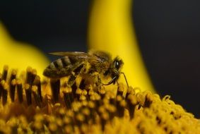 Wasp is collecting the pollen from flower at blurred background