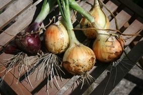 fresh onions on a wooden bench