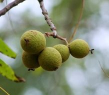 Natural juglans nigra