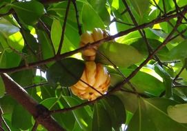 garcinia cambogia berries on tree