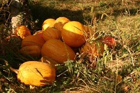 pumpkin harvest on dry grass