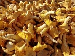 chanterelle mushrooms on the market