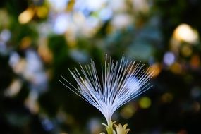 macro photo of stamen with pollen