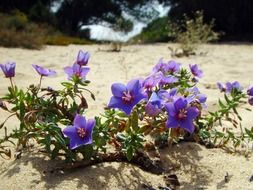 beach floral
