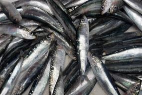 small anchovy fish in pile