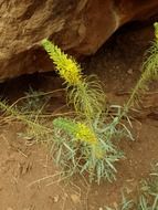 Green plant in hot desert