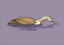 colorful duck on purple water drawing