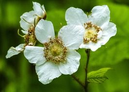 white blossom wild raspberry close-up (Thimbleberry)