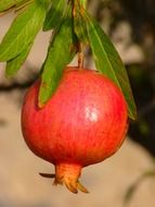 red juicy pomegranate on a branch