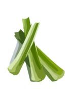 celery vegetable drawing