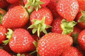harvest of young ripe strawberries