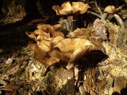 mushrooms growing outdoors in the shadow