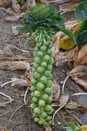 brussels sprouts on stalk