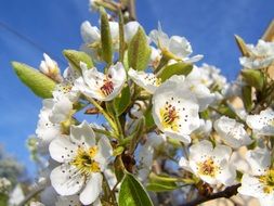 blooming pear tree branches at sky