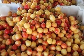 cherries-fruits