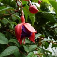 fuchsia is an evergreen shrub