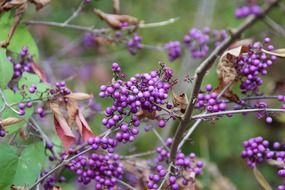 purple berries on a bush in the park