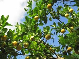 Ripe Lemons on a Citrus Tree on a sunny day