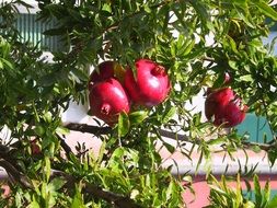 Red pomegranates in Italy